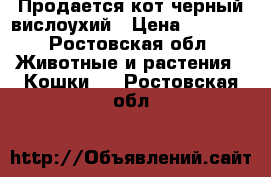 Продается кот черный вислоухий › Цена ­ 1 500 - Ростовская обл. Животные и растения » Кошки   . Ростовская обл.